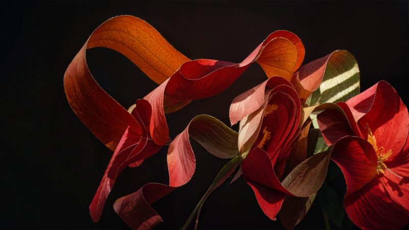 Red Lilies on Black | Floral Desktop Beauty wallpaper 4K