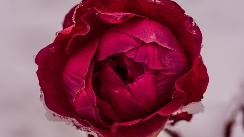 Red Rose Frost Desktop | Winter Floral Beauty wallpaper 4K