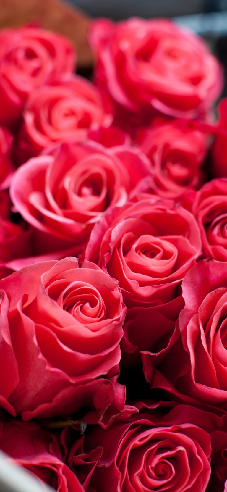 Red Roses Close Up iPhone | Velvet Petal Detail wallpaper 4K