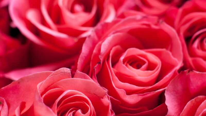 Red Roses Close Up iPhone | Velvet Petal Detail wallpaper 4K