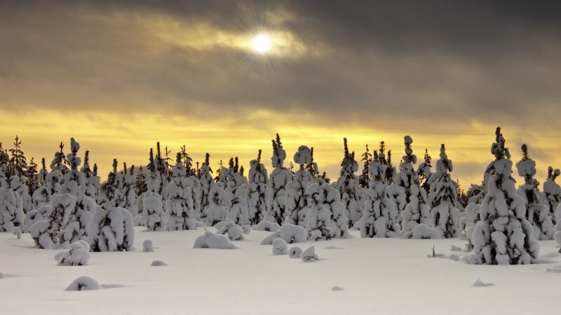 Snowy Evergreen Forest | Sunset Glow Desktop wallpaper 4K