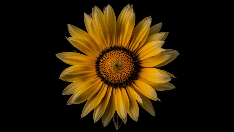 Sunflower Black Background Desktop | Golden Petal Bloom wallpaper 4K