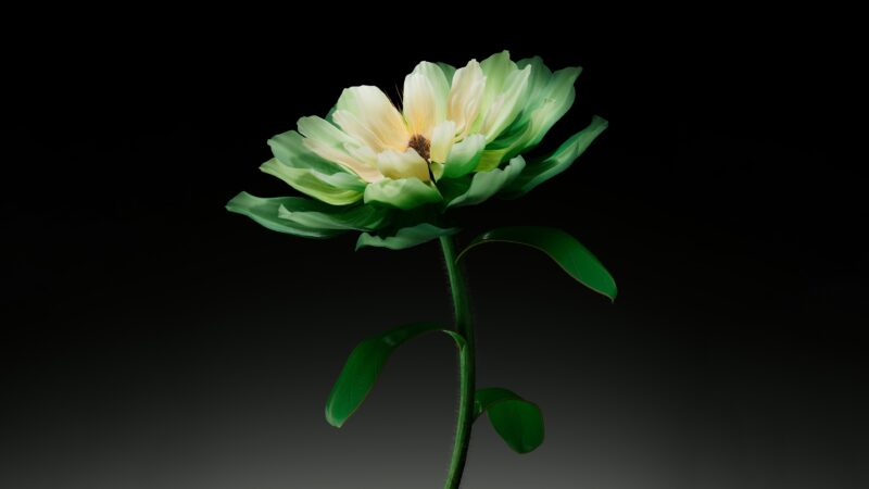 Tulip Bloom Desktop | Pale Yellow & Green Hues wallpaper 4K