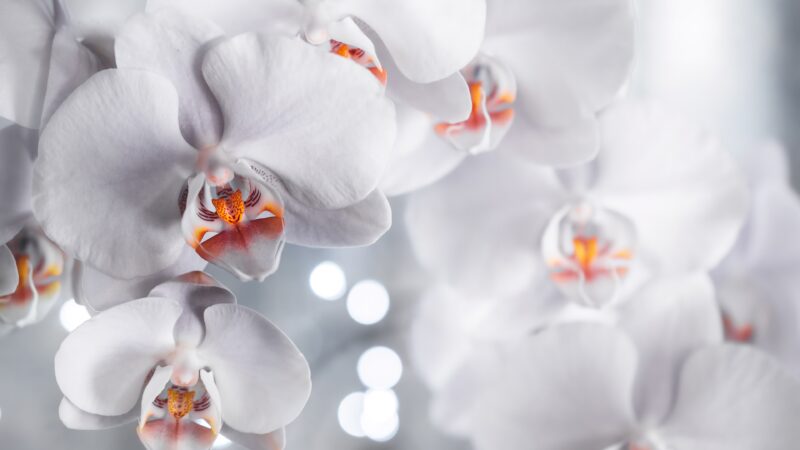 White Orchids Bloom | Soft Focus Desktop wallpaper 4K