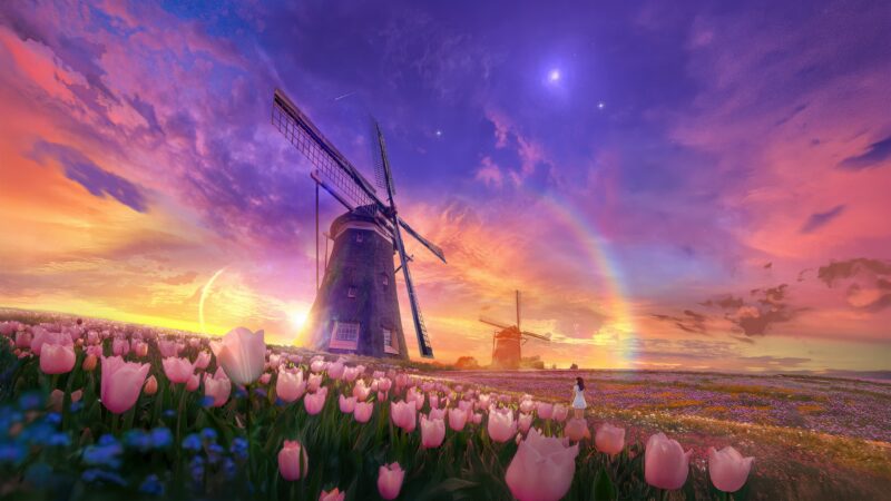 Windmill Tulip Field | Sunset Golden Hour Desktop wallpaper 4K